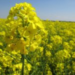 озимый рапс