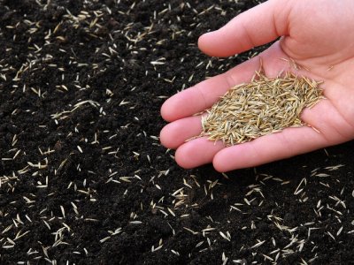 Травосмесь для газона