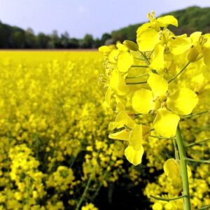 Рапс яровой семена